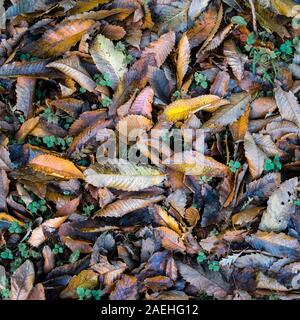 Sweet Chestnut Castanea sativa tree leaves lying on the ground in autumn. Stock Photo