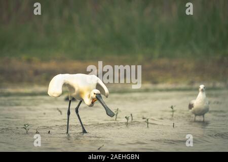 Eurasian spoonbill Platalea leucorodia, or common spoonbill, is a wading bird of the ibis and spoonbill family Stock Photo