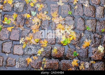Dead leaves Field Maple Acer campestre lying on wet ground. Stock Photo