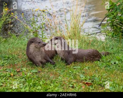 Pair of Eurasian otters  (Lutra lutra) on a grass bank