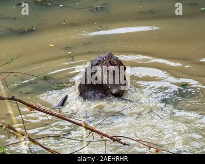 Pair of eurasian otters (Lutra lutra) play fighting in water