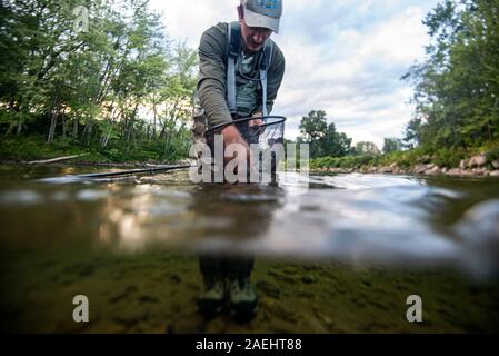 Fly fisherman grabbing a fish in a net on a river Stock Photo