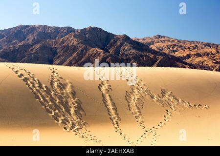 Footprints and lizard tracks on the Mesquite flat sand dunes in Death Valley which is the lowest, hottest, driest place in the USA, with an average an Stock Photo