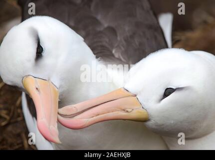 A pair of Black Browed Albatross (Thalassarche melanophris) Allopreening to reinforce the pair bond in a nesting colony on Westpoint island in the Fal Stock Photo