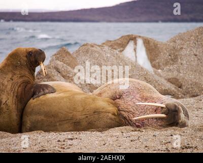 Walrus (Odobenus rosmarus) off a beach in northern Svalbard, once hunted to near extinction they are now recovering, only to be affected by climate change which reduces the sea ice they like Stock Photo