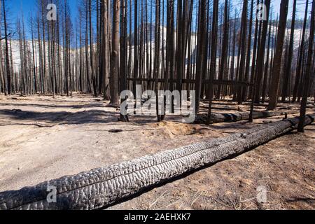 A forest fire destroys an area of forest in the Little Yosemite Valley in the Yosemite National Park, California, USA. Following four years of unprece Stock Photo