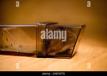 a house mouse caught in a humane trap Stock Photo