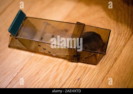 a house mouse caught in a humane trap Stock Photo