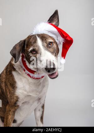 Funny portrait of podenco dog with a cap and Christmas collar on white background. Christmas concept Stock Photo