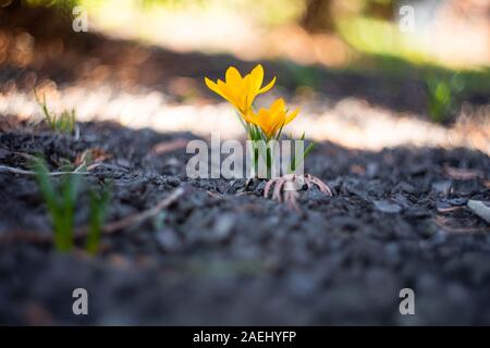 Crocus flower on a dark ground background Stock Photo