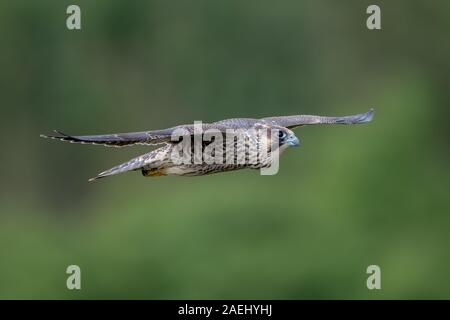 Peregrine Falcon Flying Stock Photo