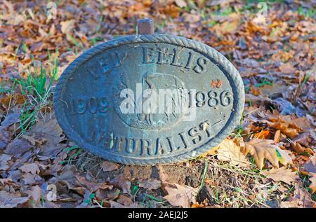 A grave marker for the Norfolk Naturalist Ted Ellis by the ruins of the Church of St Saviour at Surlingham, Norfolk, England, United Kingdom, Europe. Stock Photo