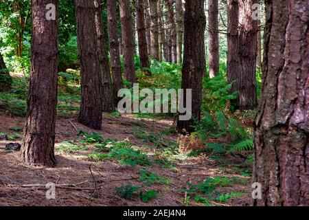 Row of tree trunks in a forest of conifers at Daresbury Firs with ferns blowing on the ground Stock Photo