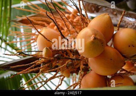 Ripe orange coconuts on a coconut tree. Coconut bunch growing on a palm tree. Close-up Stock Photo