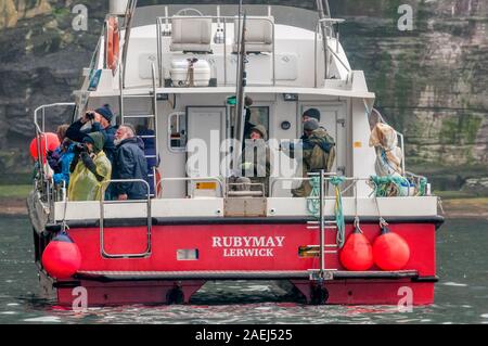 The wildlife watching boat MV Rubymay of Lerwick at the foot of Noss Cliffs, part of the Noss National Nature Reserve, in Shetland. Stock Photo