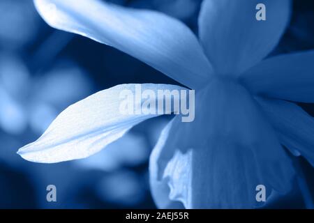 Sunlit petal abstract of a white daffodil flower, classic blue toned. Colored nature background. Stock Photo