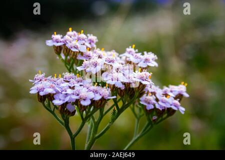 Bright yarrow flower in the meadow on a blurry green background. Latin name Achillea millefolium. Stock Photo