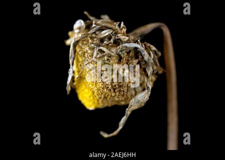 Close up still life of a dead or dying flower head against a black background, with low depth of field. Stock Photo
