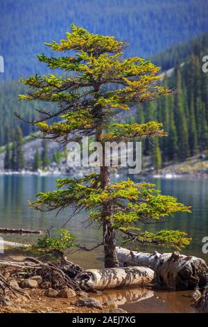 Lone coniferous tree growing in water, Moraine Lake, Banff National Park, Alberta, Canada. Stock Photo