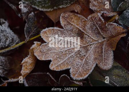Closeup of the frozen leaf of an oak lying on other frozen leaves of the forest in winter Stock Photo
