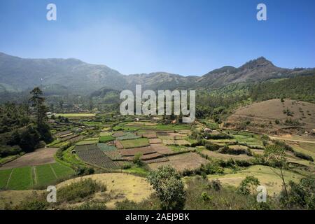 Munnar Tea Plantations, Kerala, India Stock Photo