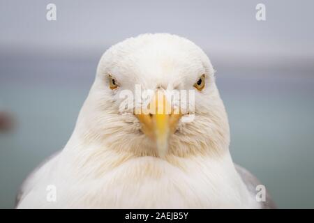 A european Herring Gull -  Larus argentatus - stares into the camera lens, Taken in St Ives, England. Stock Photo