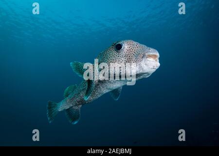 A Spot Fin Porcupine fish - Diodon hystrix - swims over the reef in blue waters. Taken in Komodo National Park, Indonesia Stock Photo