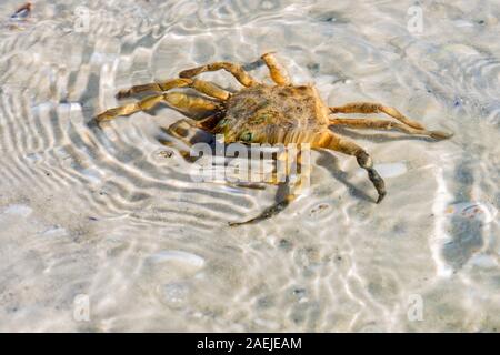 Closeup of a Florida Stone Crab on A Beach Under Water Stock Photo