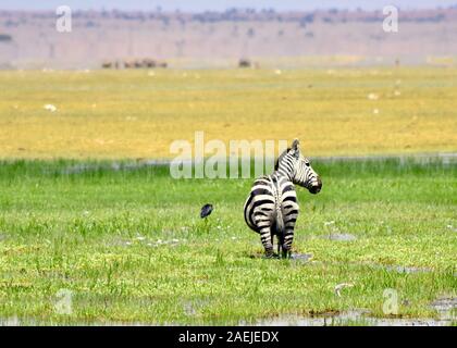 Lone zebra grazing in an expansive grassy landscape.  Zebra's rear is toward camera with her head turning to the right to look back. Stock Photo