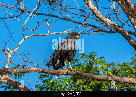 Black Hawk On Branch Stock Photo