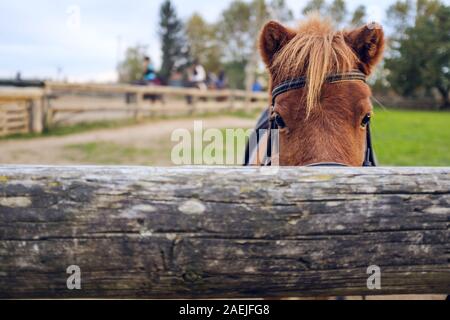 Cute brown hairy pony horse hiding on a wood fence Stock Photo