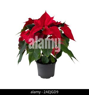 Poinsettia in the pot isolated on white. Christmas Eve flower. Flor de Pascua. Red euphorbia pulcherrima plant. Stock Photo