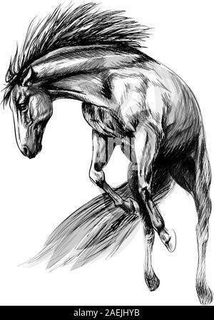 Horse run gallop on a white background. Hand drawn sketch. Vector illustration of paints Stock Vector