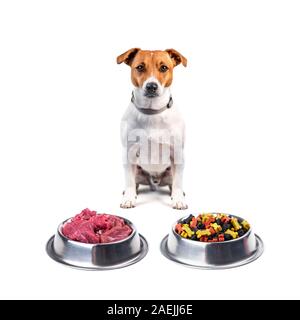 Jack russel terrier with different food in metal plate isolated on white background. Dog food choice concept Stock Photo