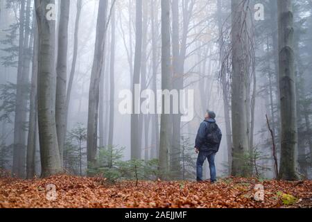 Man in the mysterious dark beech forest in fog. Autumn morning in the misty woods. Magical foggy atmosphere. Landscape photography Stock Photo
