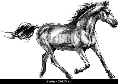 Horse run gallop on a white background. Hand drawn sketch. Vector illustration of paints Stock Vector