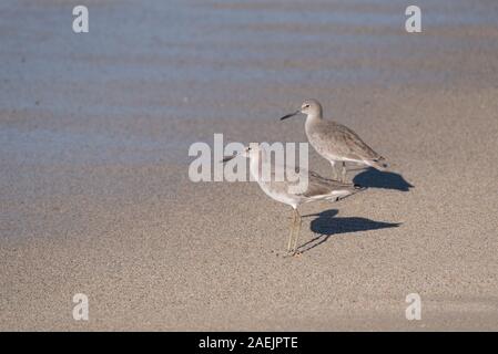 Two Common Sandpipers wading in the sea on a beach in Mexico.