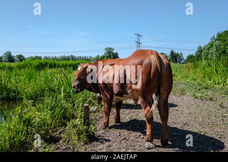 Bull, actually 2 bull's, relaxing in the meadow, Midden Dellfland, Netherlands Stock Photo