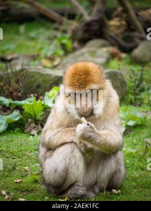 A Barbary Macaque eating some food  at the Apenheul in The Netherlands. Stock Photo