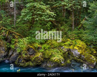 The Dosewallips river flows through the ancient forests of Olympic National Park. Stock Photo