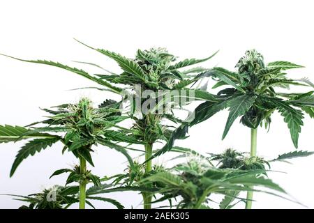 green bush of a blooming cannabis plant on a white background. fresh marijuana buds. Stock Photo