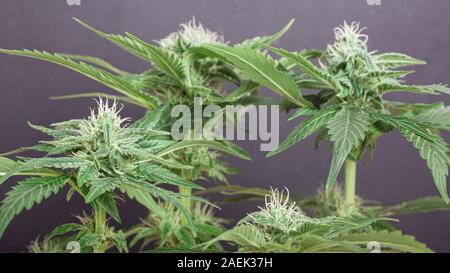 beautiful flowering cannabis bush with snow-white buds strewn with trichomes. marijuana buds on gray background. Stock Photo