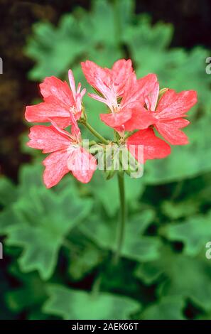 Pelargonium Bi Coloured Stamtel. A zonal pelargonium of the stellar group that has single red flowers is an evergreen perennial and is frost tender. Stock Photo