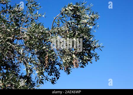 Olivenbaum, Ölbaum (Olea europaea) mit reifen Früchten, Bafra, Türkische Republik Nordzypern Stock Photo