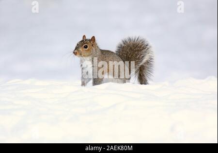 Eastern gray squirrel on a winter day out looking for food in the snow Stock Photo