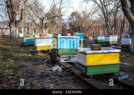 Old multicolored hives on apiary in late autumn. Bees sit in hives in ...