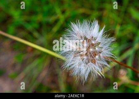 Pretty, seeded dandelion with a blurred background of green foliage. Stock Photo