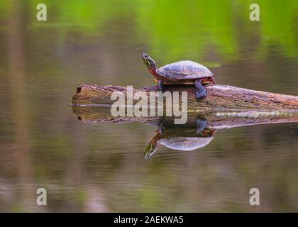 A painted turtle rests on a log, throwing a perfect reflection on still pond water in Ontario, Canada Stock Photo