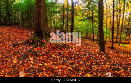 Red and Orange autumnal leaves strewn all over the forest floor in an Ontario Provincial Park Stock Photo