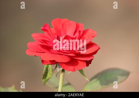 Coral rose flower in roses garden. Top view. Soft focus.Large bush of red roses on a background of nature. Stock Photo
